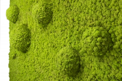 verde profilo